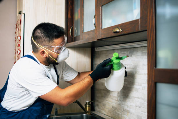 Best Ant Control Services  in Emmetsburg, IA